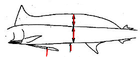 Istiophorus albicans_claves_01.jpg